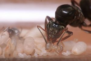 Suite., [Blog] Lasius niger - Niubert-> Leveto