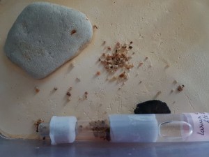 Tube dans ADF, [Blog] Les colonies de Pierre
