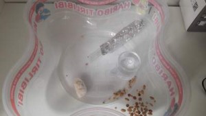 L'installation, [Blog] Messor barbarus d'umoteck