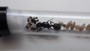 La famille au complet ^^, [Blog] Messor barbarus d'umoteck