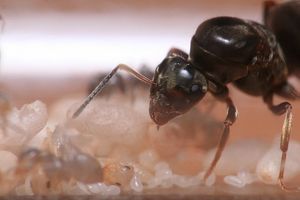 C'est partiii !, [Blog] Lasius niger - Niubert-> Leveto