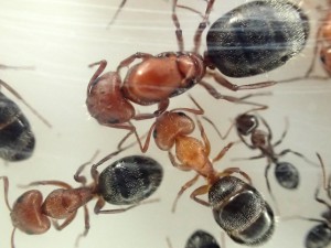 C robecchi, [Blog] Camponotus (Myrmentoma) robecchii (Emery, 1892)