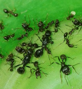 [Messor structor] Demande d'identification, IMG_20180412_100655.jpg