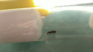 Meurt-elle ?, **Fin**[Blog] Fondation de Lasius flavus