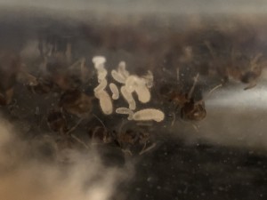 Couvain, Suivi de mes 2 colonies de Messor barbarus + 1 Lasius emarginatus