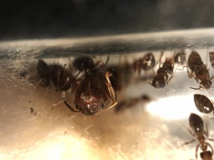 Coucou la gyne :-), Suivi de mes 2 colonies de Messor barbarus + 1 Lasius emarginatus