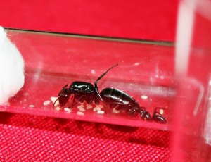 La nouvelle génération est bientôt là !!! :D :D :D, [Blog] Camponotus vagus