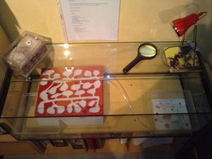 Voici le nid ou sont installées mes Myrmica rubra., [Blog] Myrmica rubra de Clémentin