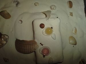 Des ouvrières s'abreuvant dans l'air de chasse, [Blog] Myrmica rubra de Clémentin