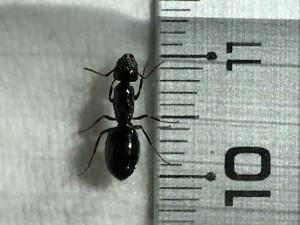 gyne 1, [Camponotus piceus] Identification Camponotus piceus, Camponotus vagus ?