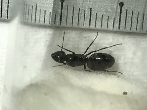 gyne 2, [Camponotus piceus] Identification Camponotus piceus, Camponotus vagus ?