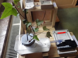 ADC avec le lierre, [Blog] Lasius sp.