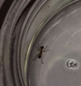 Première ouvrière, [Myrmica sp. et Lasius sp.] Demande d'identification d'ouvrieres