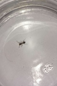 Deuxième ouvrière, [Myrmica sp. et Lasius sp.] Demande d'identification d'ouvrieres