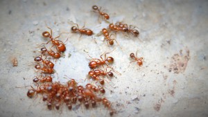 Attroupement alimentaire, [Solenopsis geminata] Demande d'identification pour fourmi rouge étrangère