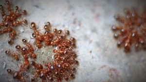 Attroupement alimentaire toujours, [Solenopsis geminata] Demande d'identification pour fourmi rouge étrangère