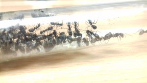Le tube, [Blog] Les Camponotus dolendus de One_Xz.