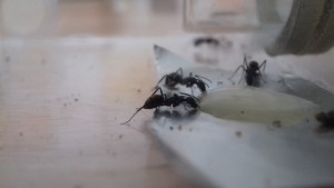 Nourrissage, [Blog] Les Camponotus dolendus de One_Xz.