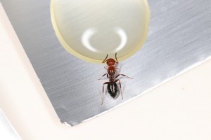 Oui soif soif !, Mes colonies et expérimentations