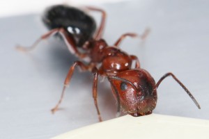 Major en train de boire, Mes colonies et expérimentations