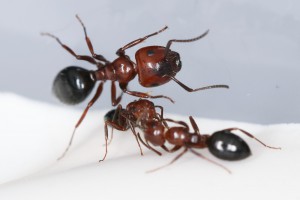 Et re-trophallaxie, Mes colonies et expérimentations