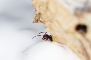 Cachons-nous !, Mes colonies et expérimentations