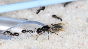Fondation Camponotus &quot;Piceus 4&quot;, Mes colonies et expérimentations