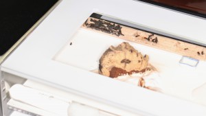 Autre angle du nid, Mes colonies et expérimentations