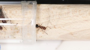 La gardienne en faction, Mes colonies et expérimentations