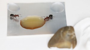 Miam miam, Mes colonies et expérimentations