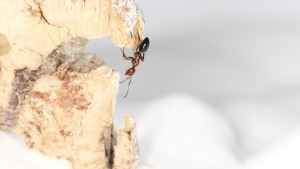 et exploration au programme du jour, Mes colonies et expérimentations