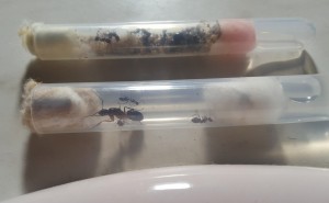 Messor barbarus et Camponotus barbaricus, Les colonies d'Antho (Messor, Camponotus, Myrmica...)