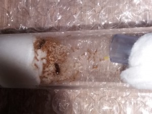 Couvain Lasius flavus le 28/04, [Blog] Lasius flavus d'Harpeg