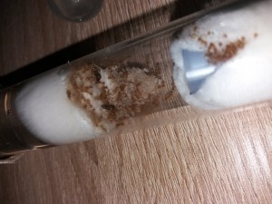 Couvain Lasius flavus le 06/05, [Blog] Lasius flavus d'Harpeg