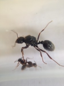 vue du pétiole, [Messor structor] Messor structor ?