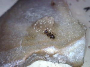 Poire., Nourriture pour Lasius sp.