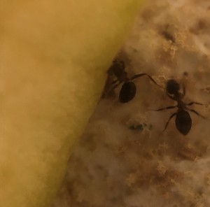 Pomme, Nourriture pour Lasius sp.