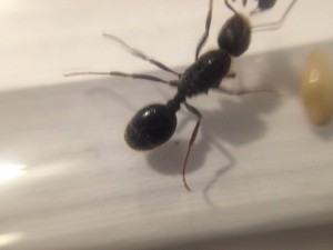 gastre, [Messor structor] Messor structor ?