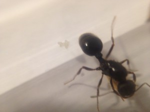 gastre avec grappe d'oeufs, [Messor structor] Messor structor ?