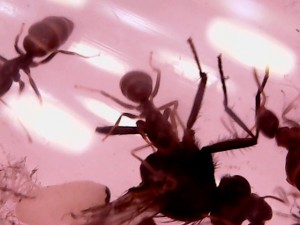 P'tit déj d'aujourd'hui: mouche., [Blog] Fondation de Lasius niger