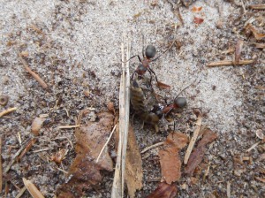 Retour de la chasse, Les Formica rufa de Fontainebleau