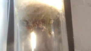 Trouvez les œufs ! (2), [Blog] Mes Aphaenogaster subterranea