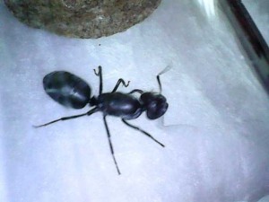 gyne 1, [Camponotus sp.] Gyne dans une vieille ruche vide