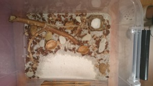 ADC Crematogaster, Biotope Aphaenogaster subterranea et Crematogaster scutellaris