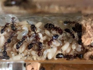 Couvain Camponotus lateralis, Présentation de mes fondations et colonies