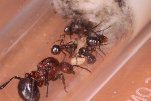 Myrmicaria natalensis, La réserve de Ganzo_mizuki