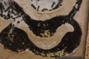 Le centre de la colonie, [Blog] Suivi de mes colonies (Messor barbarus, Pheidole pallidula et Camponotus lateralis)