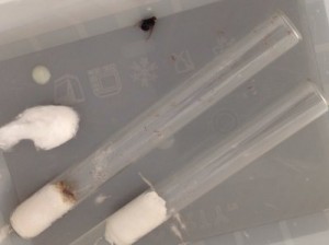 Photo de la colonie prise ce midi, [Blog] Suivi de mes colonies (Messor barbarus, Pheidole pallidula et Camponotus lateralis)