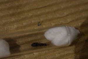 Camponotus piceus, [Blog] Suivi de mes colonies (Messor barbarus, Pheidole pallidula et Camponotus lateralis)