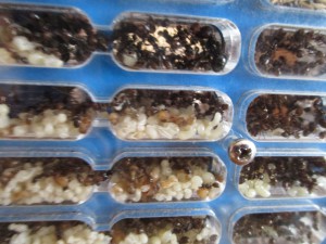 Ponte vous avez dit ponte ?, Nid plexiglas Messor barbarus vos expériences ?